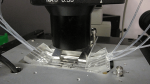 CAPTION: © Fraunhofer USA ## Microscopic imaging of antibiotic susceptibility test.